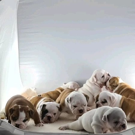 Angol bulldog kölykök