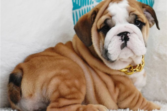 Angol bulldog kölykök