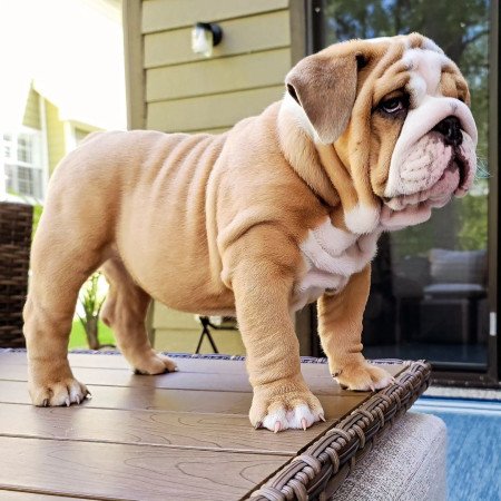 Francia bulldog kölykök