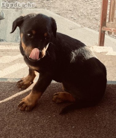 Gazdira vágyó Rottweiler kiskutya ( szuka )