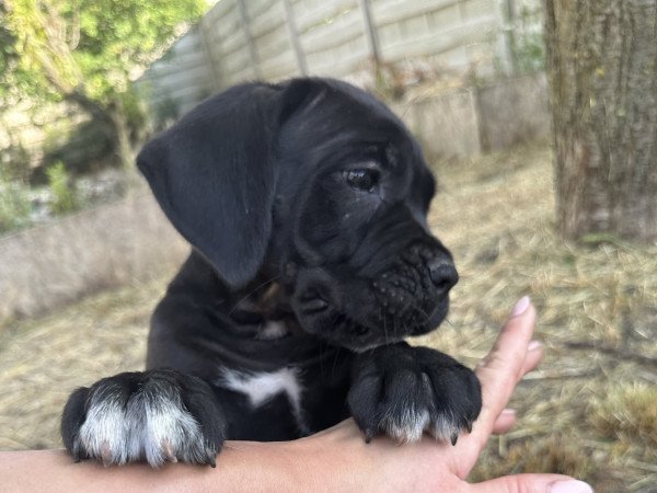 Törzskönyves Cane Corso szülőktől származó kölykök