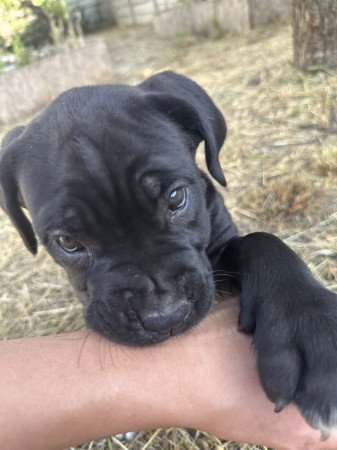 Törzskönyves Cane Corso szülőktől származó kölykök