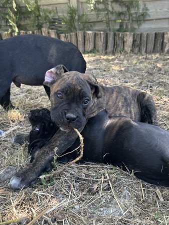 Törzskönyves Cane Corso szülőktől származó kölykök