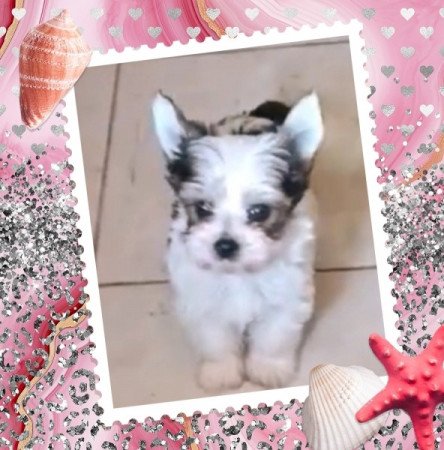 Biewer yorkshire terrier