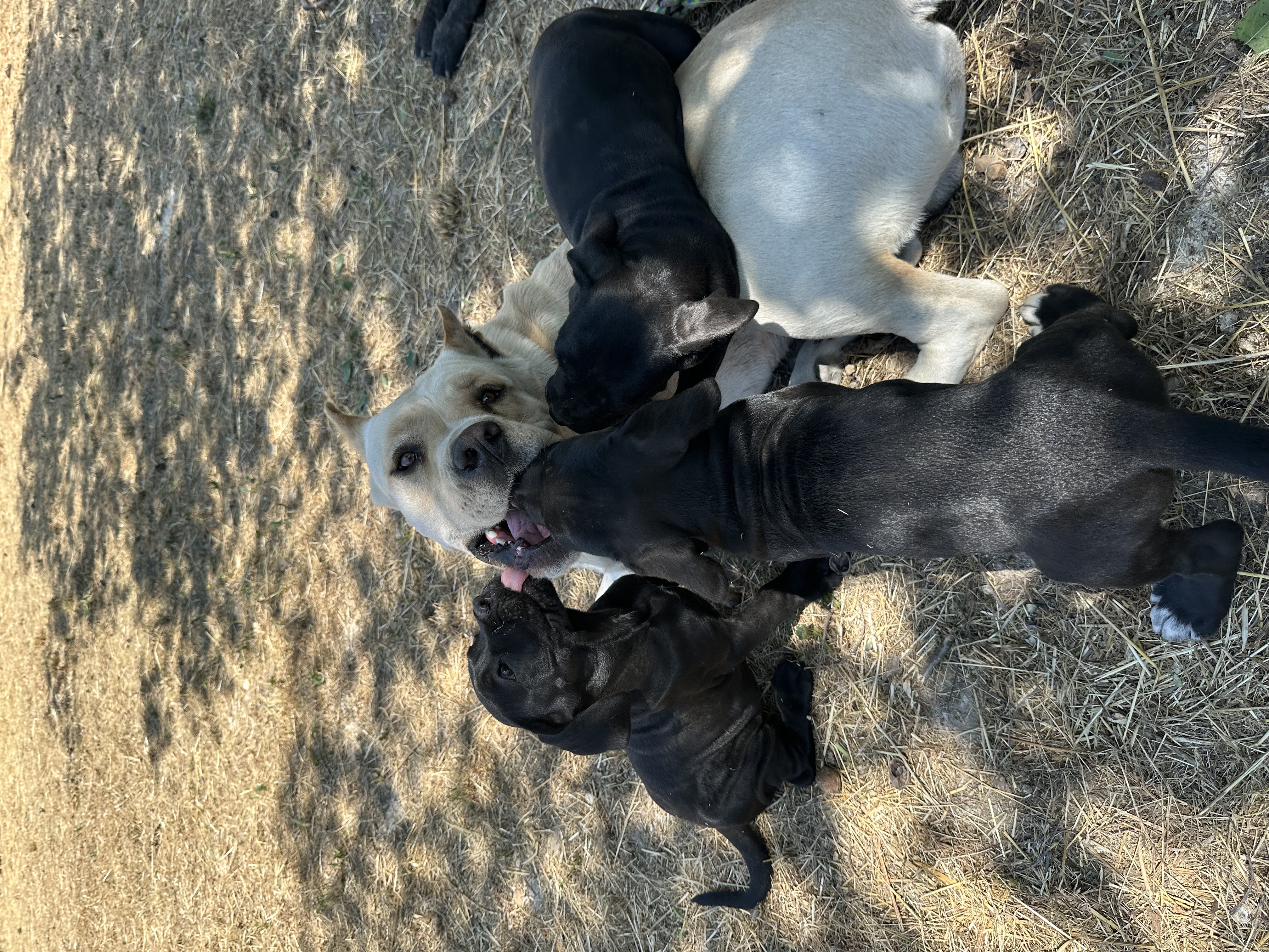 Törzskönyves Cane Corso szülőktől származó kölykök