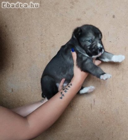 Középázsiai kiskutyák