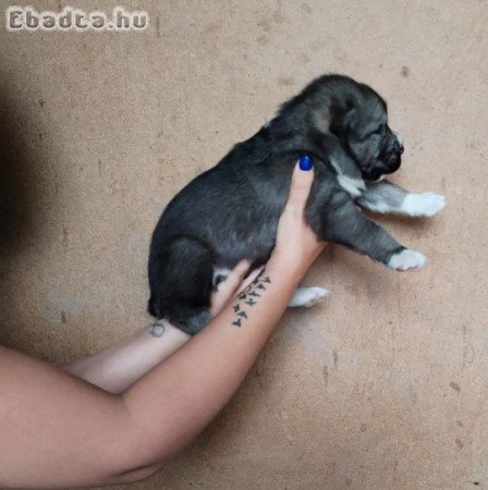 Középázsiai kiskutyák