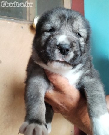 Középázsiai kiskutyák