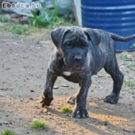 Press canario szigeti kiskutyák