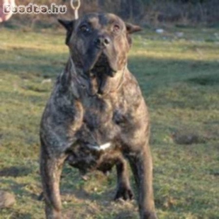 Press canario szigeti kiskutyák