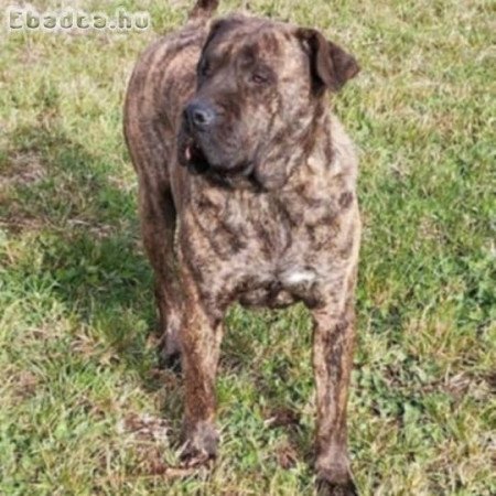 Press canario szigeti kiskutyák