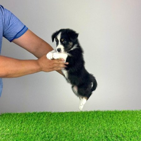 Ausztrál juhászkutya