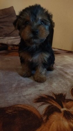 Yorkshire terrier