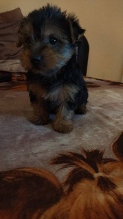 Yorkshire terrier
