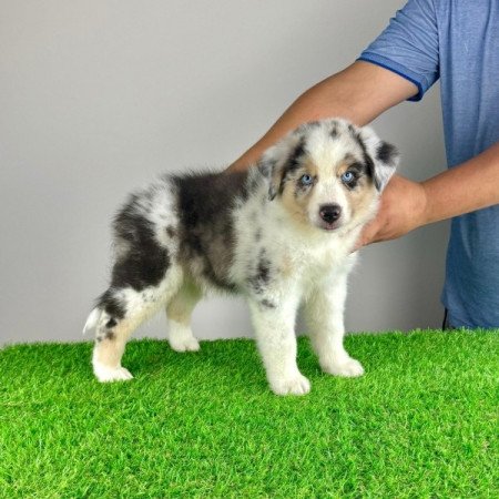 Ausztrál juhászkutya