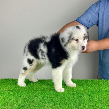 Ausztrál juhászkutya