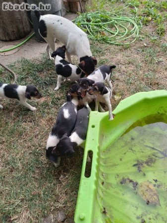 Foxterrier kiskutyák