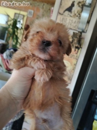 Bichon havanese kiskutya