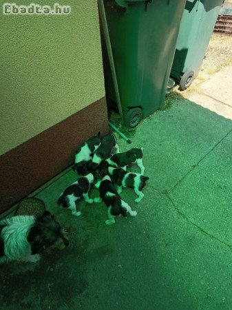 Foxterrier kiskutyák