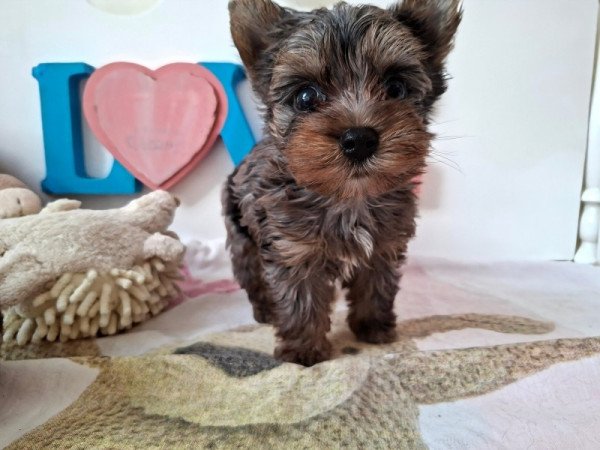 Yorkshire terrier