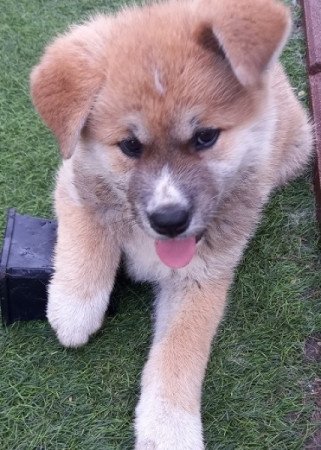 Japán Akita inu