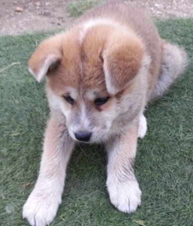 Japán Akita inu