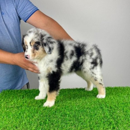 Ausztrál juhászkutya