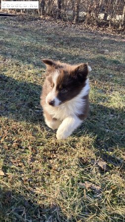 Border Collie fajtajellegű kiskutyák