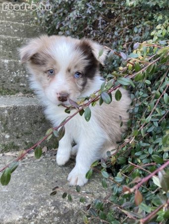 Border Collie fajtajellegű kiskutyák