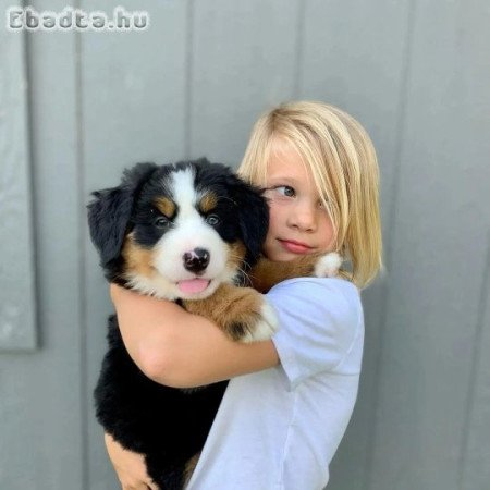 Berni pásztorkutya kölykök