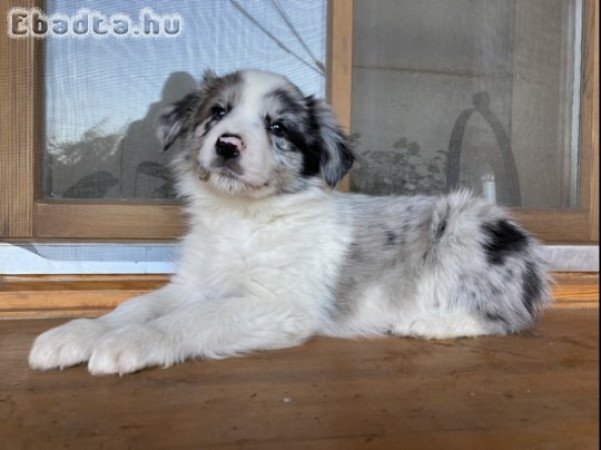 Border Collie fajtajellegű kiskutyák