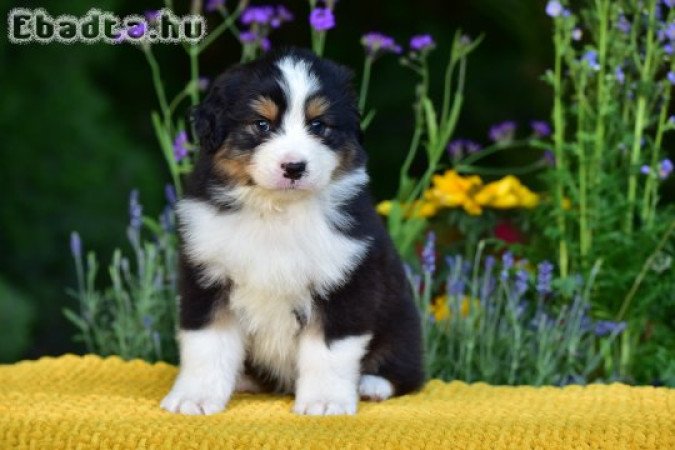 Minőségi ausztrál juhász kölykök gazdit keresnek