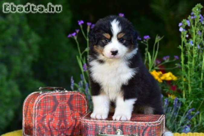 Minőségi ausztrál juhász kölykök gazdit keresnek