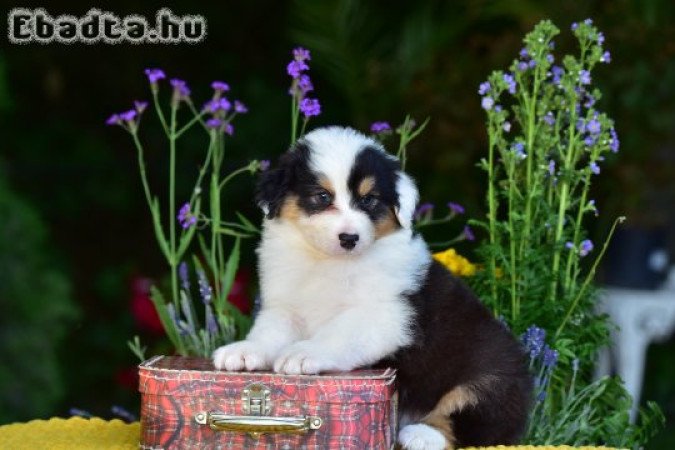 Minőségi ausztrál juhász kölykök gazdit keresnek