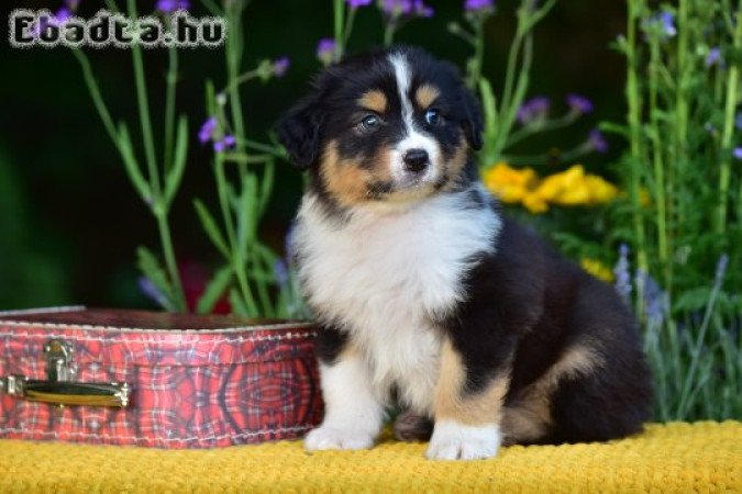 Minőségi ausztrál juhász kölykök gazdit keresnek