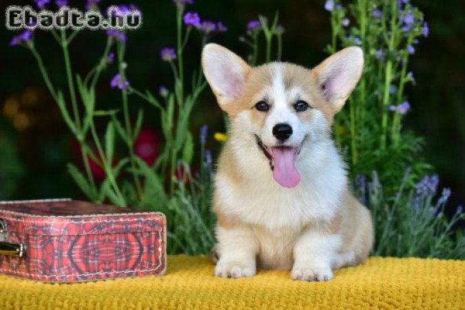 Welsh Corgi Pembroke kiskutyák gazdit keresnek