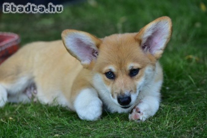 Welsh Corgi Pembroke kiskutyák gazdit keresnek