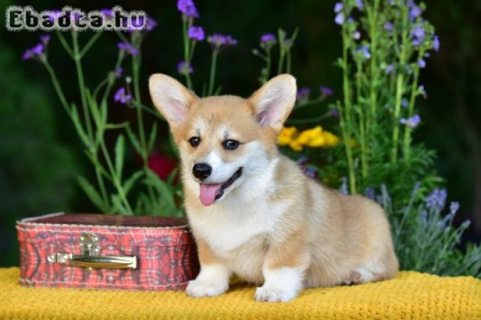 Welsh Corgi Pembroke kiskutyák gazdit keresnek