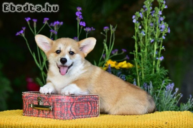 Welsh Corgi Pembroke kiskutyák gazdit keresnek