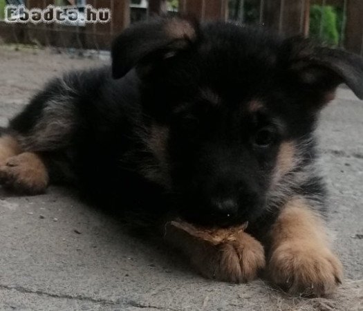 Német juhász kiskutya