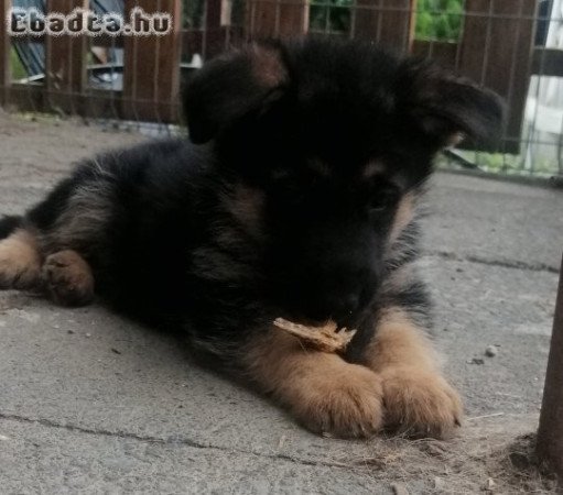 Német juhász kiskutya