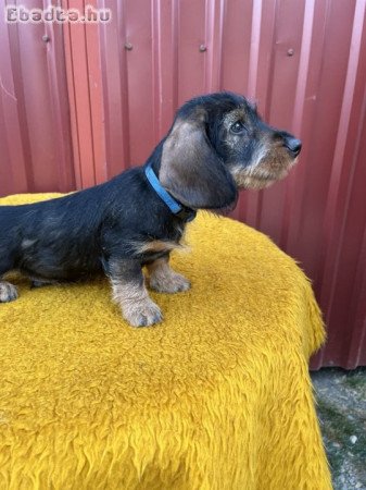 Törzskönyves Szálkás szőrű tacskók Fegyverneken