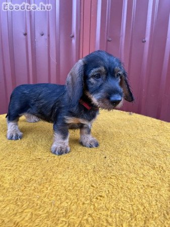 Törzskönyves Szálkás szőrű tacskók Fegyverneken