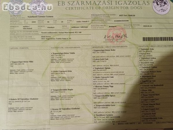 Törzskönyves Szálkás szőrű tacskók Fegyverneken