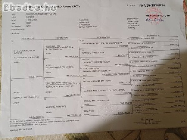 Törzskönyves Szálkás szőrű tacskók Fegyverneken