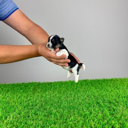 Biewer Yorkshire terrier