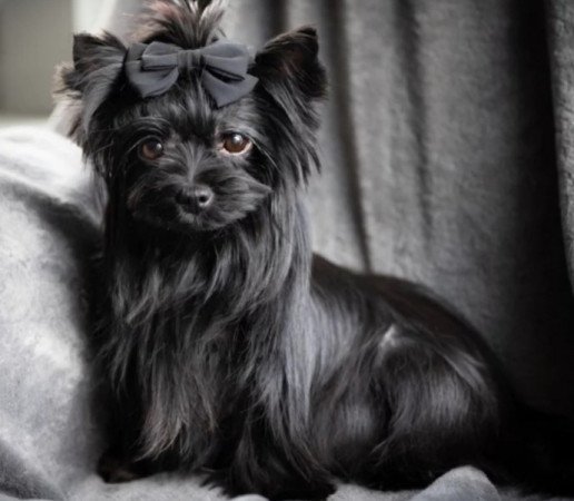 Yorkshire terrier