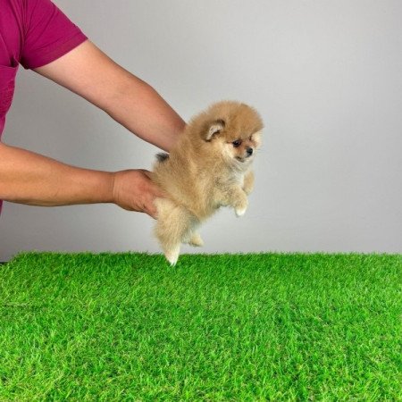 Pomerániai törpespitz