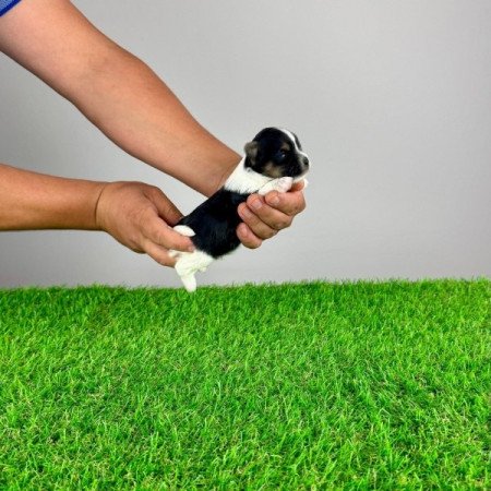 Biewer Yorkshire terrier