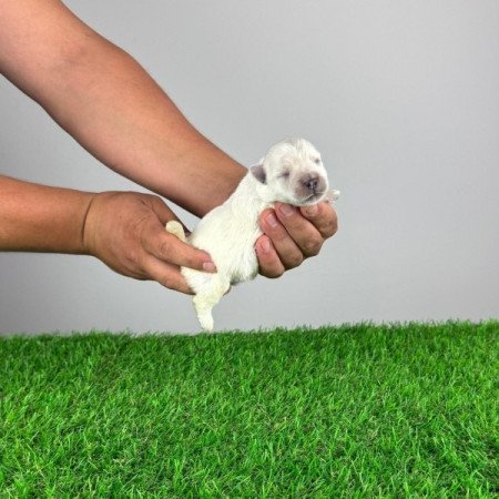 Westie West Highland White terrier